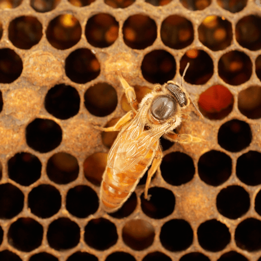 Queen Bee Genetics: Understanding the Differences Between Italian and Carniolan Queens and Why They Matter - Māla Honey Botanicals