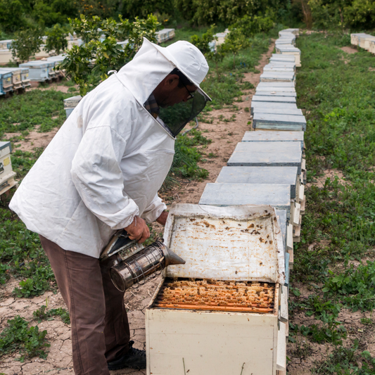 Unveiling the Downsides of Commercial Bee Pollination