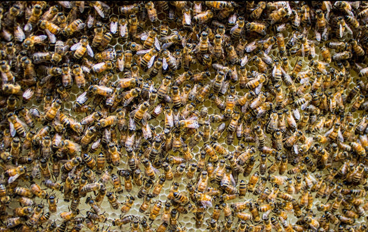 If Honeybees could talk, they would still dance - Māla Honey Botanicals