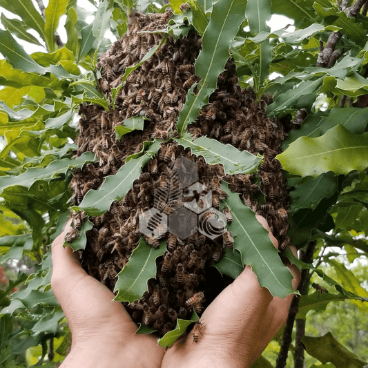 Unveil the Mystique of Honeybee Swarms and Beekeeper Hive “Splits” - Māla Honey Botanicals