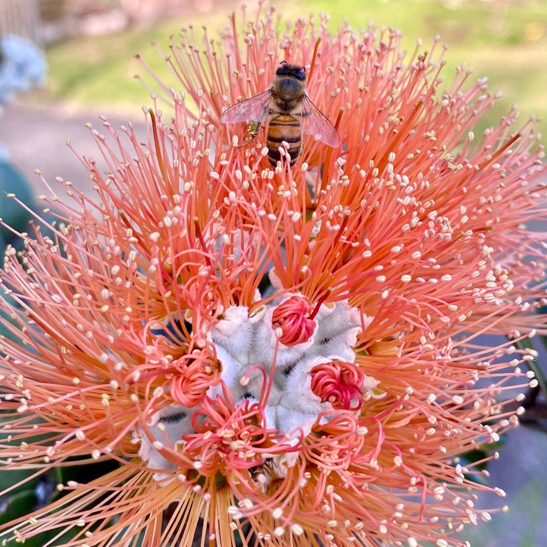 Lehua Honey: Only found in Hawai’i - Māla Honey Botanicals