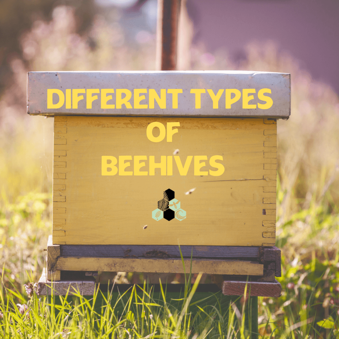 Beehive Breakdown: Differences Between Langstroth & Top Bar Hives - Māla Honey Botanicals