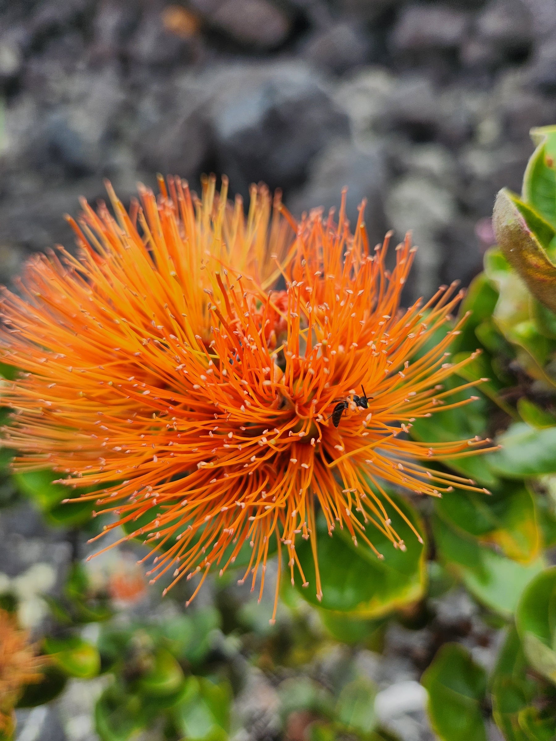native Hawaiian bee