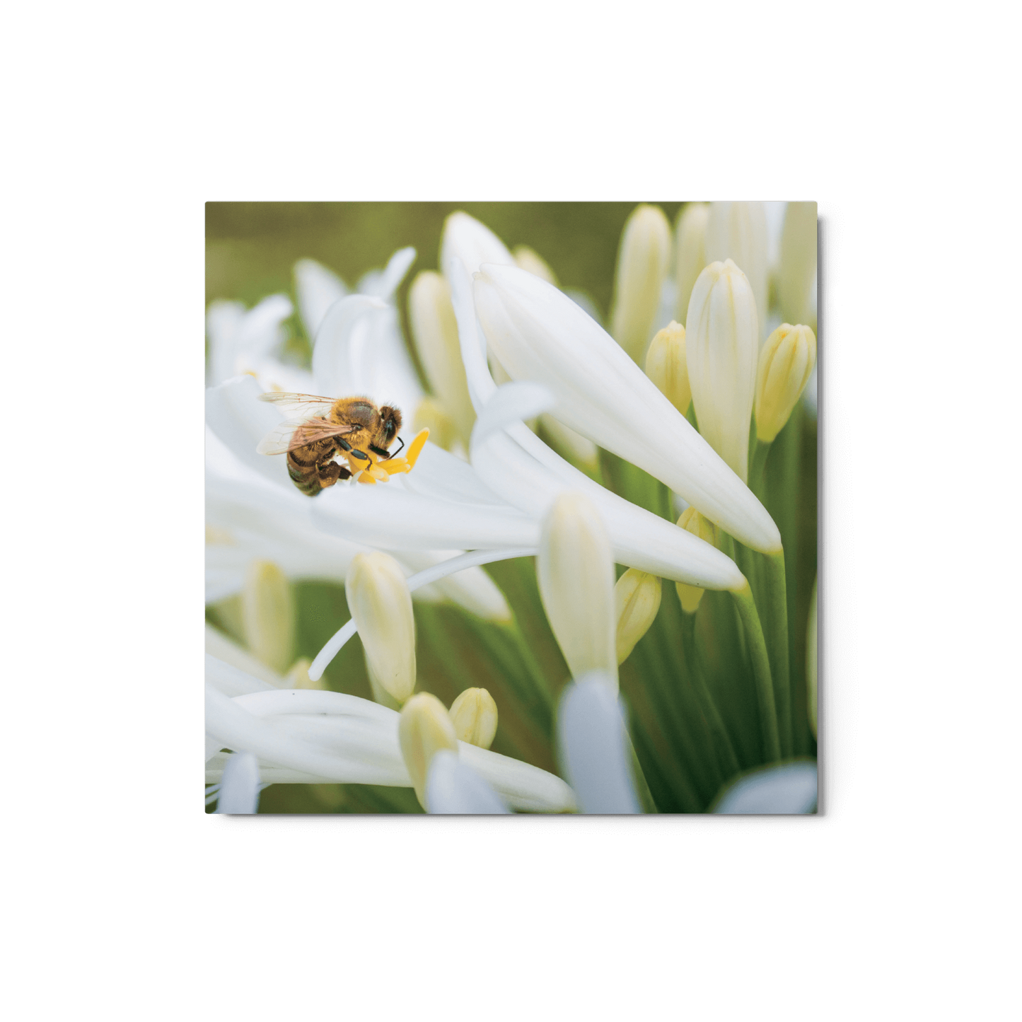 Honeybees in Hawaii