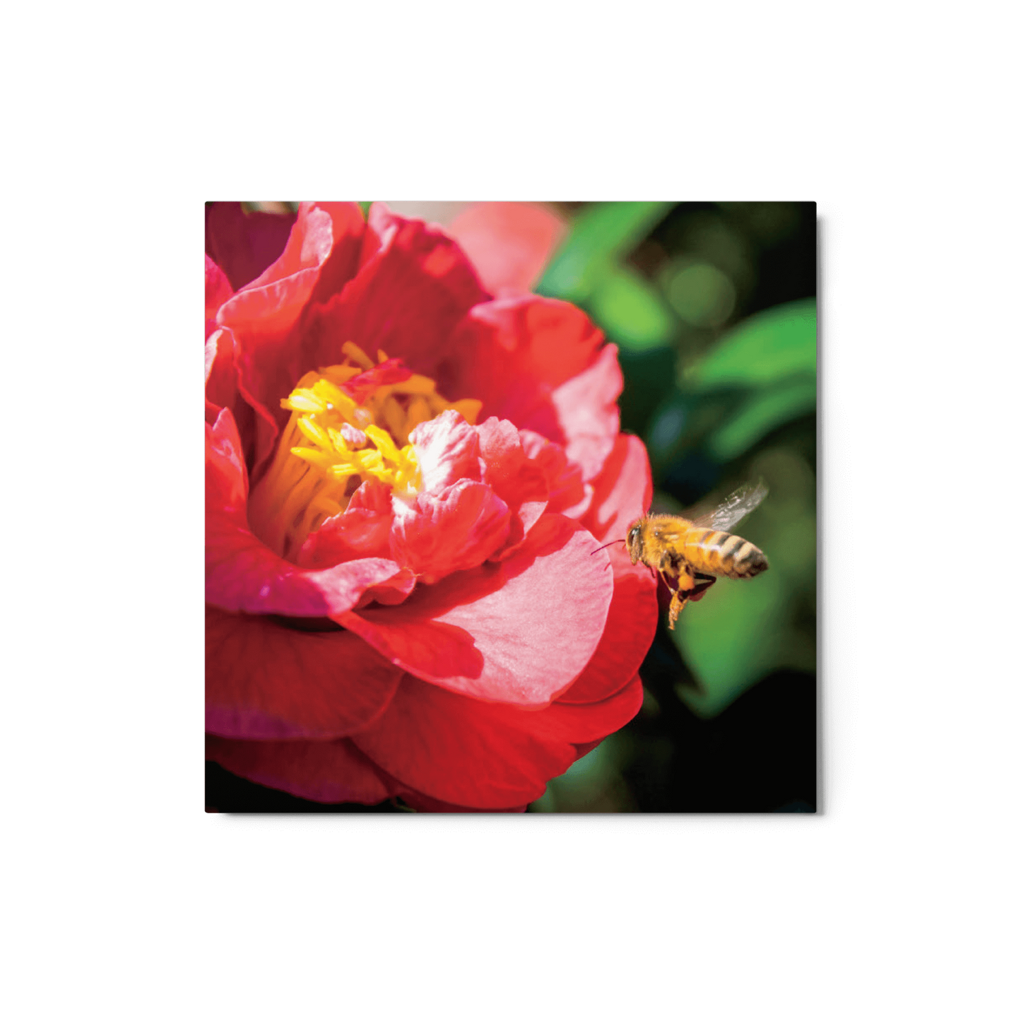 Honeybee on red flower