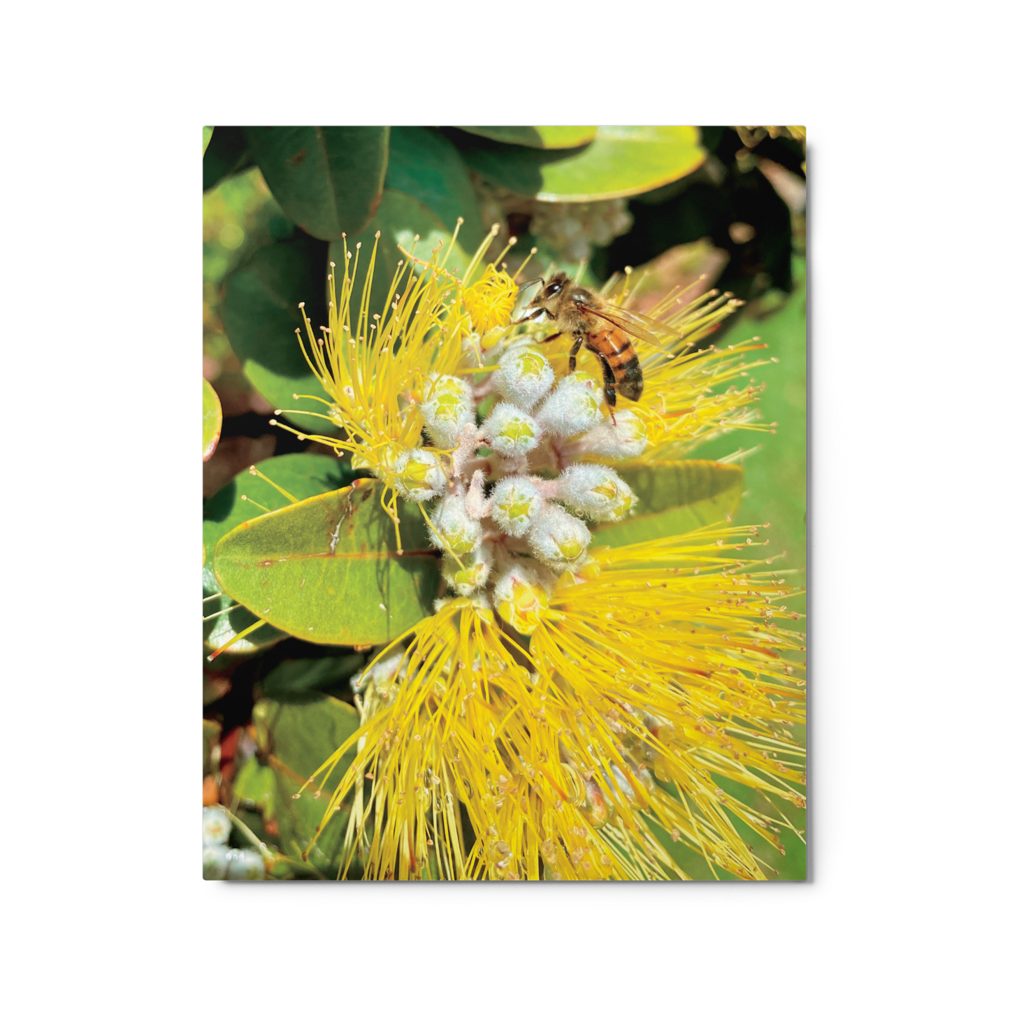 ‘ŌHI’A LEHUA Yellow Metal Print -  by Māla Honey Botanicals - big island, hawaii, hawaiian honeybee, Honeybee art, honeybee artworks hawaii, honeybee photography, lehua honey, Mala Honey, mala honeys, Malahoney, Ohia Lehua Metal print