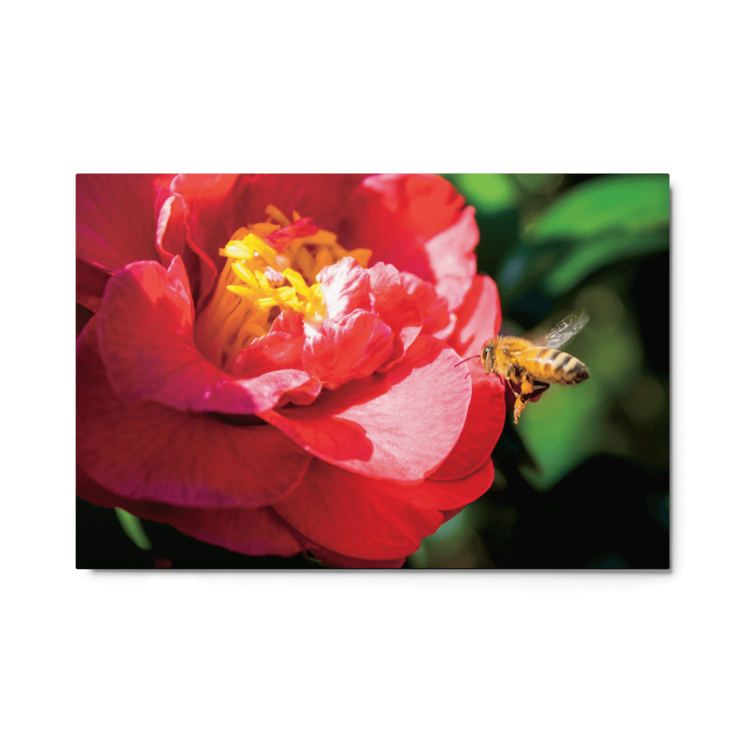 FLIGHT Metal Print -  by Māla Honey Botanicals - big island, hawaiian honeybee, Honeybee art, honeybee artworks hawaii, Honeybee flying, honeybee metal print, honeybee photography, Mala Honey, mala honeys, Malahoney, red flower metal print