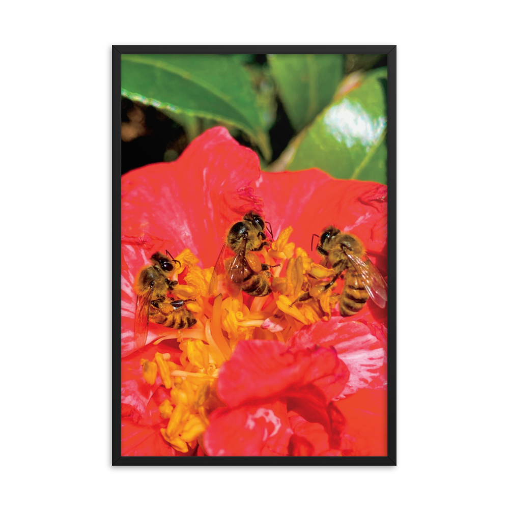 THREE SISTERS Framed Photo Print -  by Māla Honey Botanicals - big island, hawaiian honeybee, honeybee artworks hawaii, Honeybee flying, honeybee photography, Mala Honey