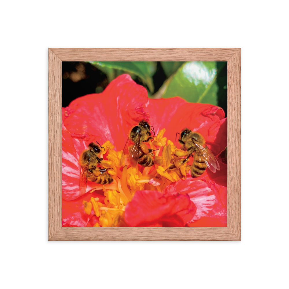 THREE SISTERS Framed Photo Print -  by Māla Honey Botanicals - big island, hawaiian honeybee, honeybee artworks hawaii, Honeybee flying, honeybee photography, Mala Honey