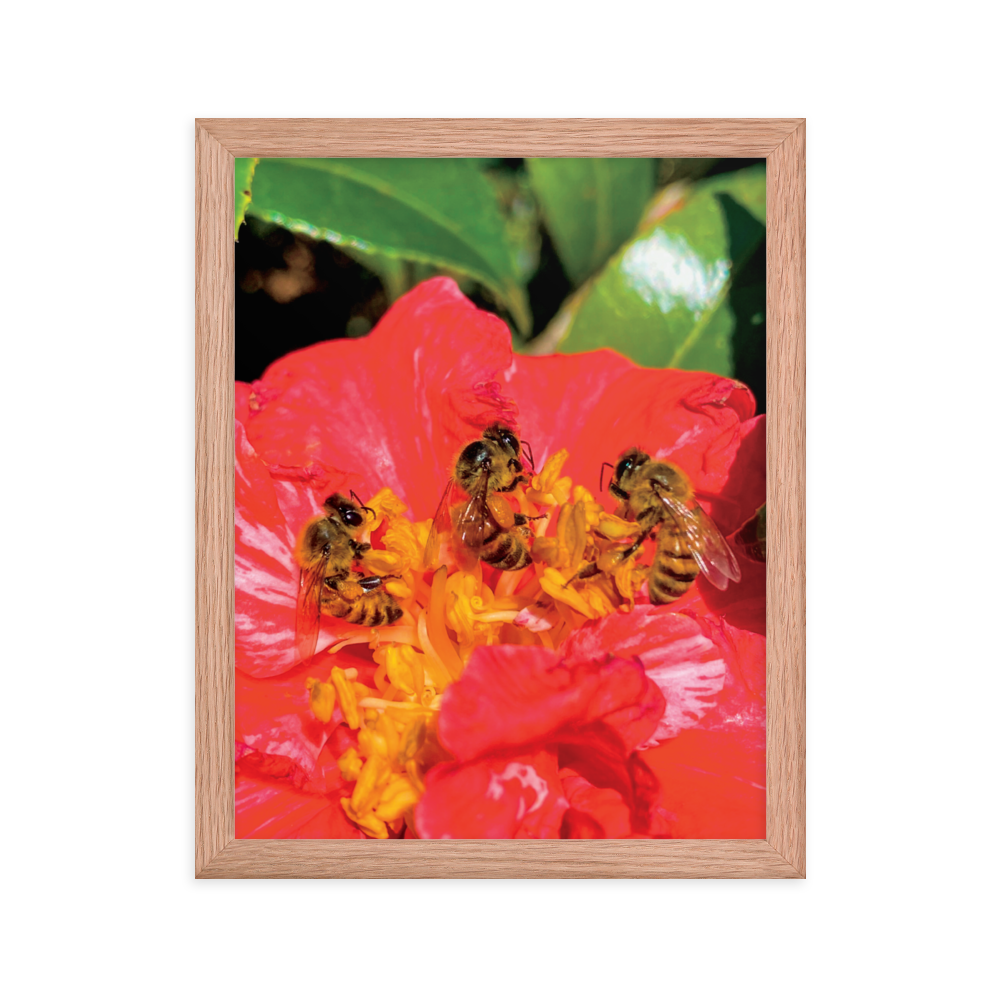 THREE SISTERS Framed Photo Print -  by Māla Honey Botanicals - big island, hawaiian honeybee, honeybee artworks hawaii, Honeybee flying, honeybee photography, Mala Honey