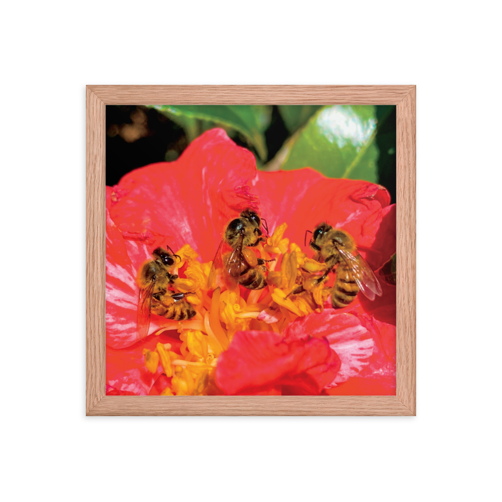 THREE SISTERS Framed Photo Print -  by Māla Honey Botanicals - big island, hawaiian honeybee, honeybee artworks hawaii, Honeybee flying, honeybee photography, Mala Honey