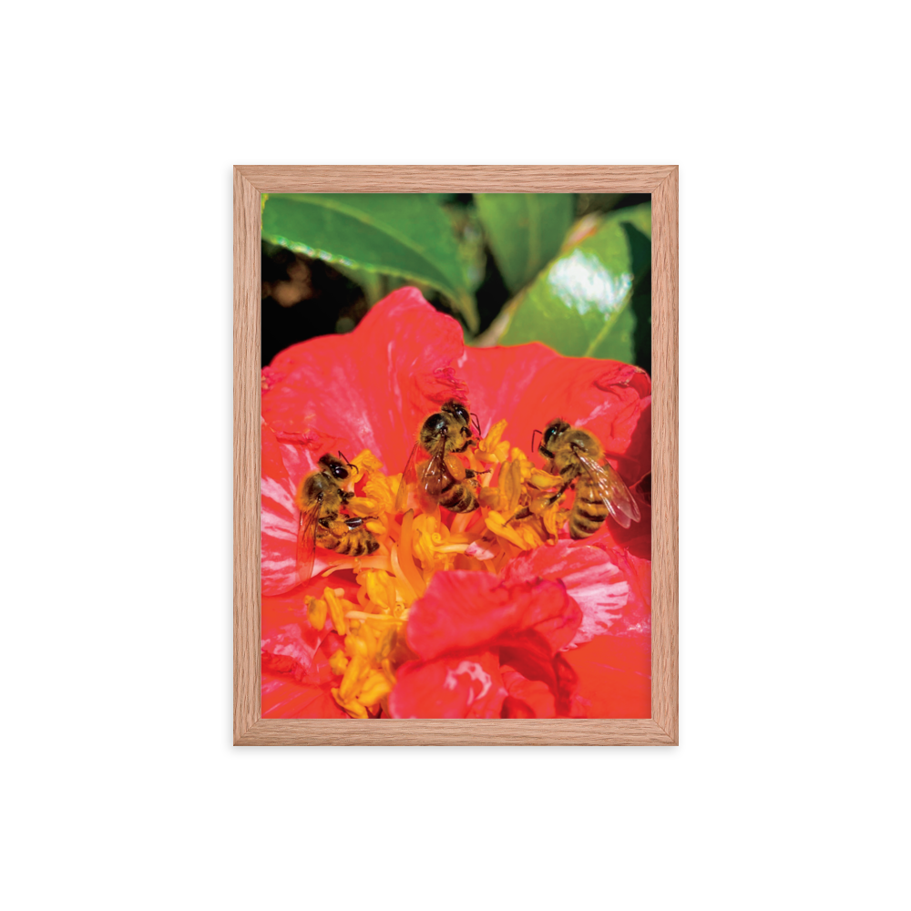 THREE SISTERS Framed Photo Print -  by Māla Honey Botanicals - big island, hawaiian honeybee, honeybee artworks hawaii, Honeybee flying, honeybee photography, Mala Honey