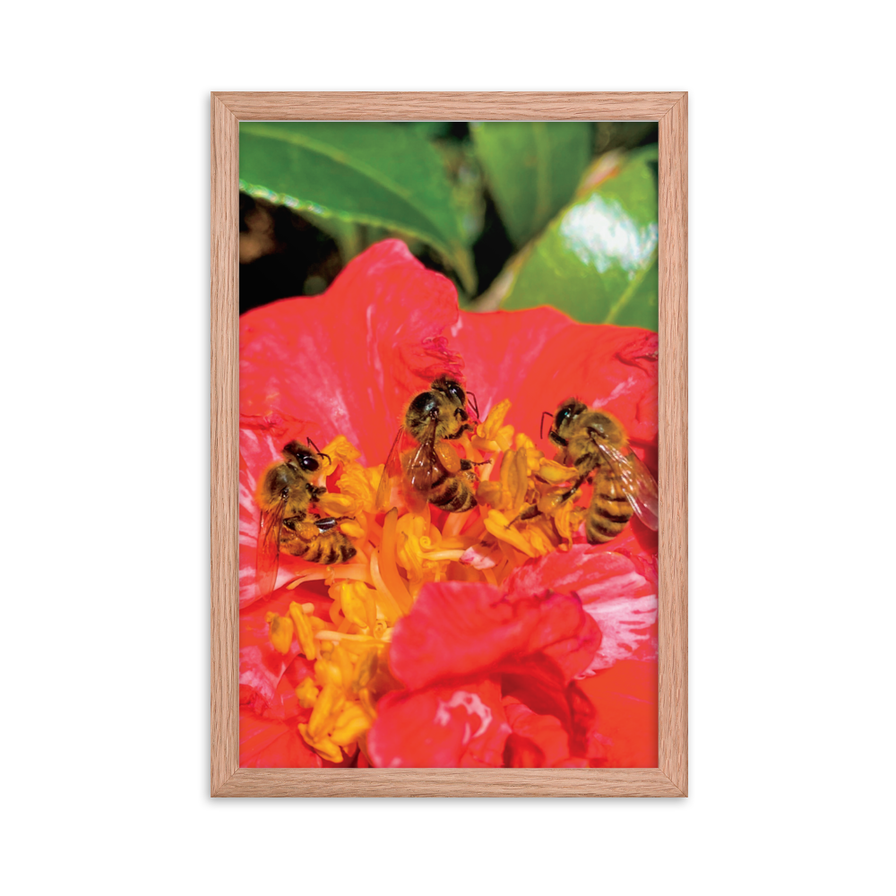 THREE SISTERS Framed Photo Print -  by Māla Honey Botanicals - big island, hawaiian honeybee, honeybee artworks hawaii, Honeybee flying, honeybee photography, Mala Honey