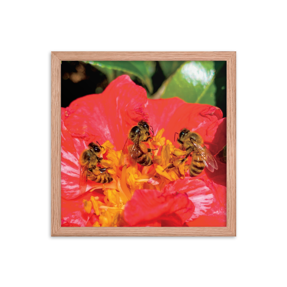 THREE SISTERS Framed Photo Print -  by Māla Honey Botanicals - big island, hawaiian honeybee, honeybee artworks hawaii, Honeybee flying, honeybee photography, Mala Honey