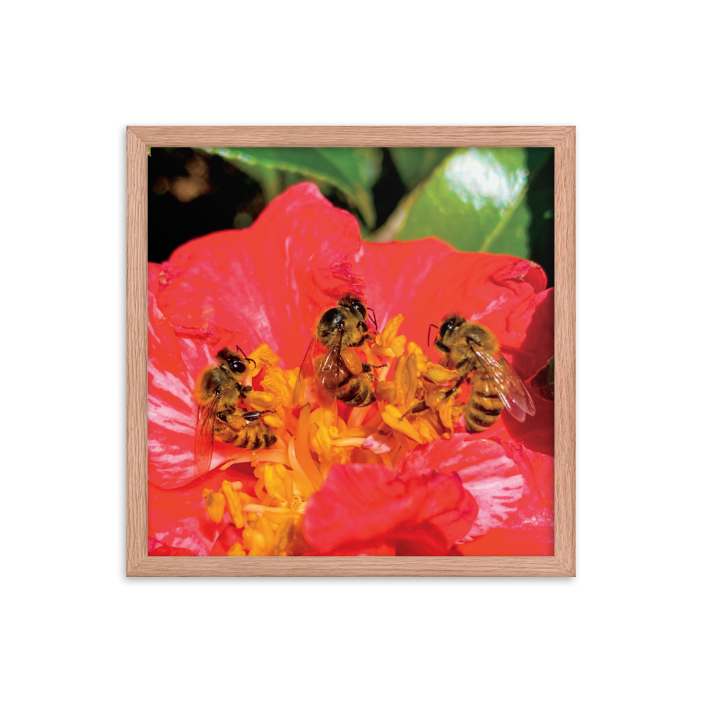 THREE SISTERS Framed Photo Print -  by Māla Honey Botanicals - big island, hawaiian honeybee, honeybee artworks hawaii, Honeybee flying, honeybee photography, Mala Honey