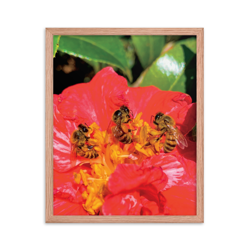 THREE SISTERS Framed Photo Print -  by Māla Honey Botanicals - big island, hawaiian honeybee, honeybee artworks hawaii, Honeybee flying, honeybee photography, Mala Honey