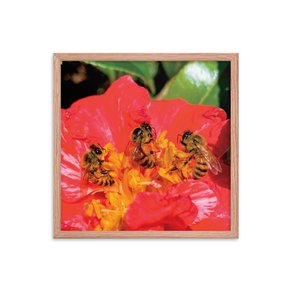 THREE SISTERS Framed Photo Print -  by Māla Honey Botanicals - big island, hawaiian honeybee, honeybee artworks hawaii, Honeybee flying, honeybee photography, Mala Honey