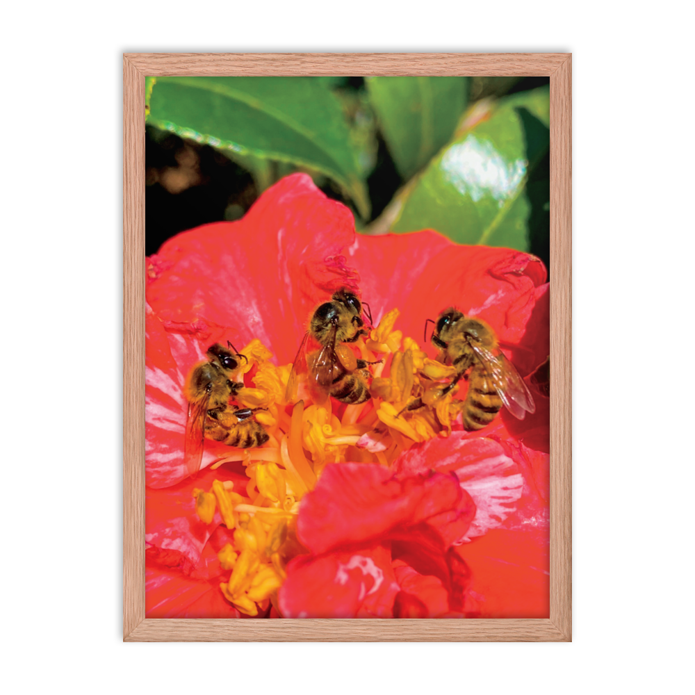 THREE SISTERS Framed Photo Print -  by Māla Honey Botanicals - big island, hawaiian honeybee, honeybee artworks hawaii, Honeybee flying, honeybee photography, Mala Honey