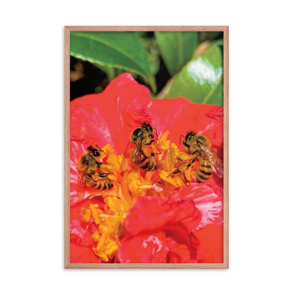 THREE SISTERS Framed Photo Print -  by Māla Honey Botanicals - big island, hawaiian honeybee, honeybee artworks hawaii, Honeybee flying, honeybee photography, Mala Honey