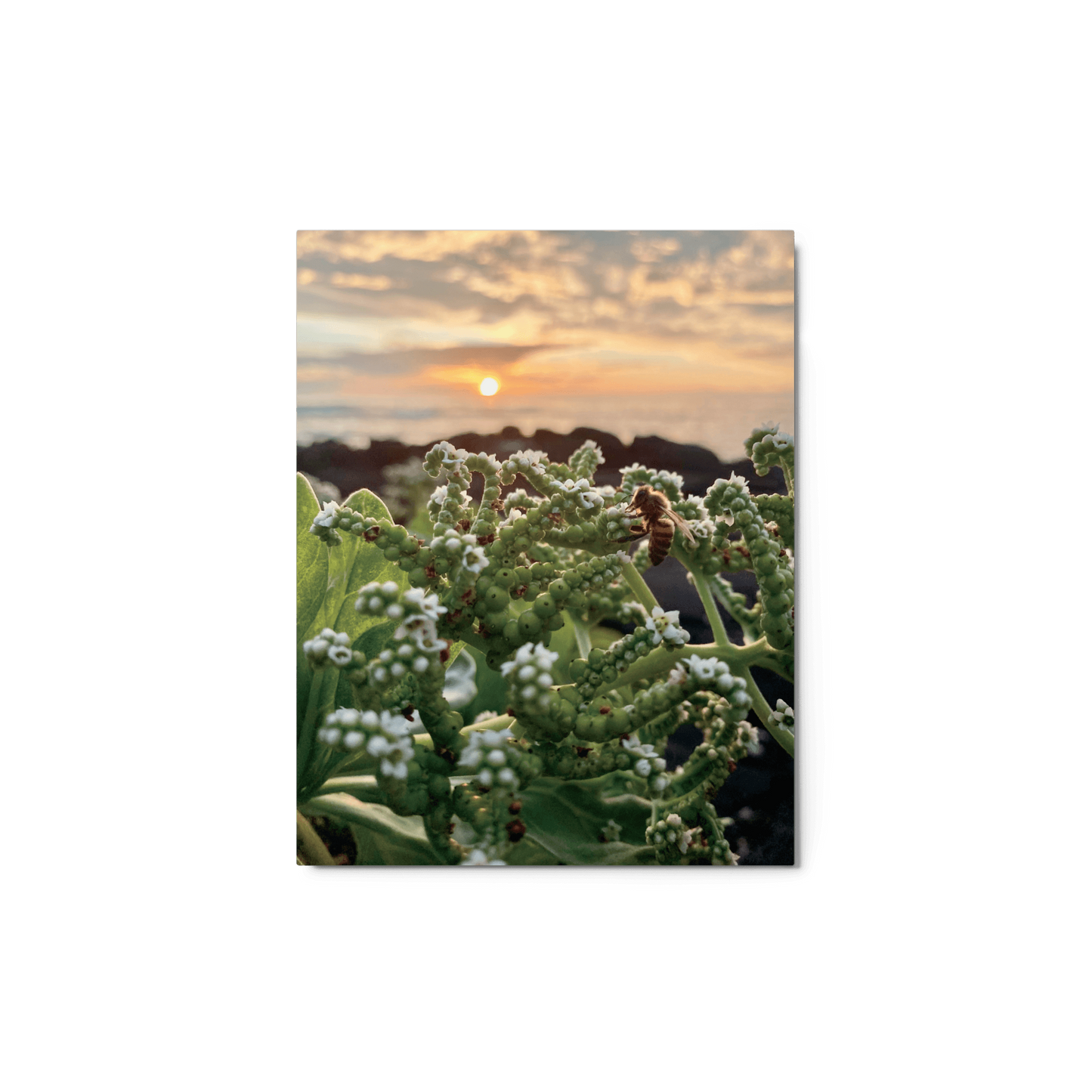 WESTSIDE SUNSET Metal Print - Māla Honey Botanicals