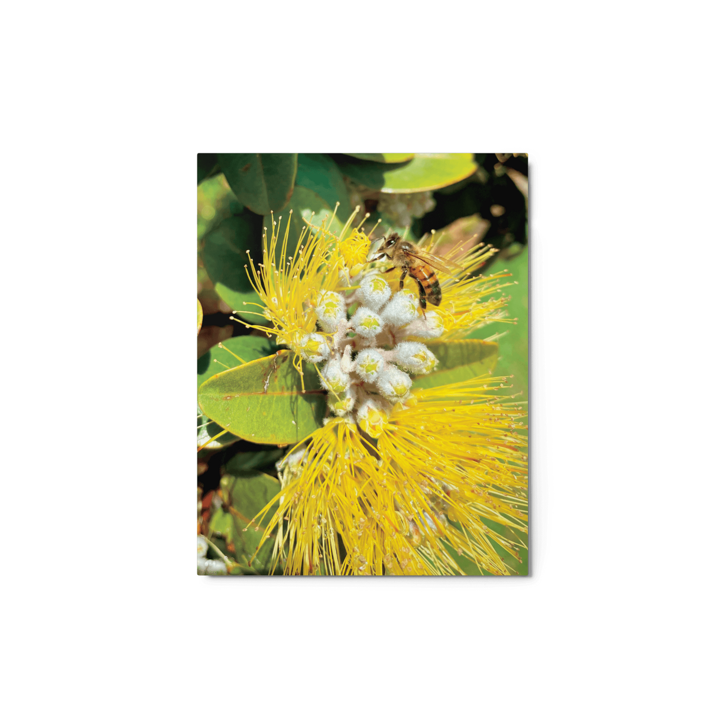 ‘ŌHI’A LEHUA Yellow Metal Print - Māla Honey Botanicals