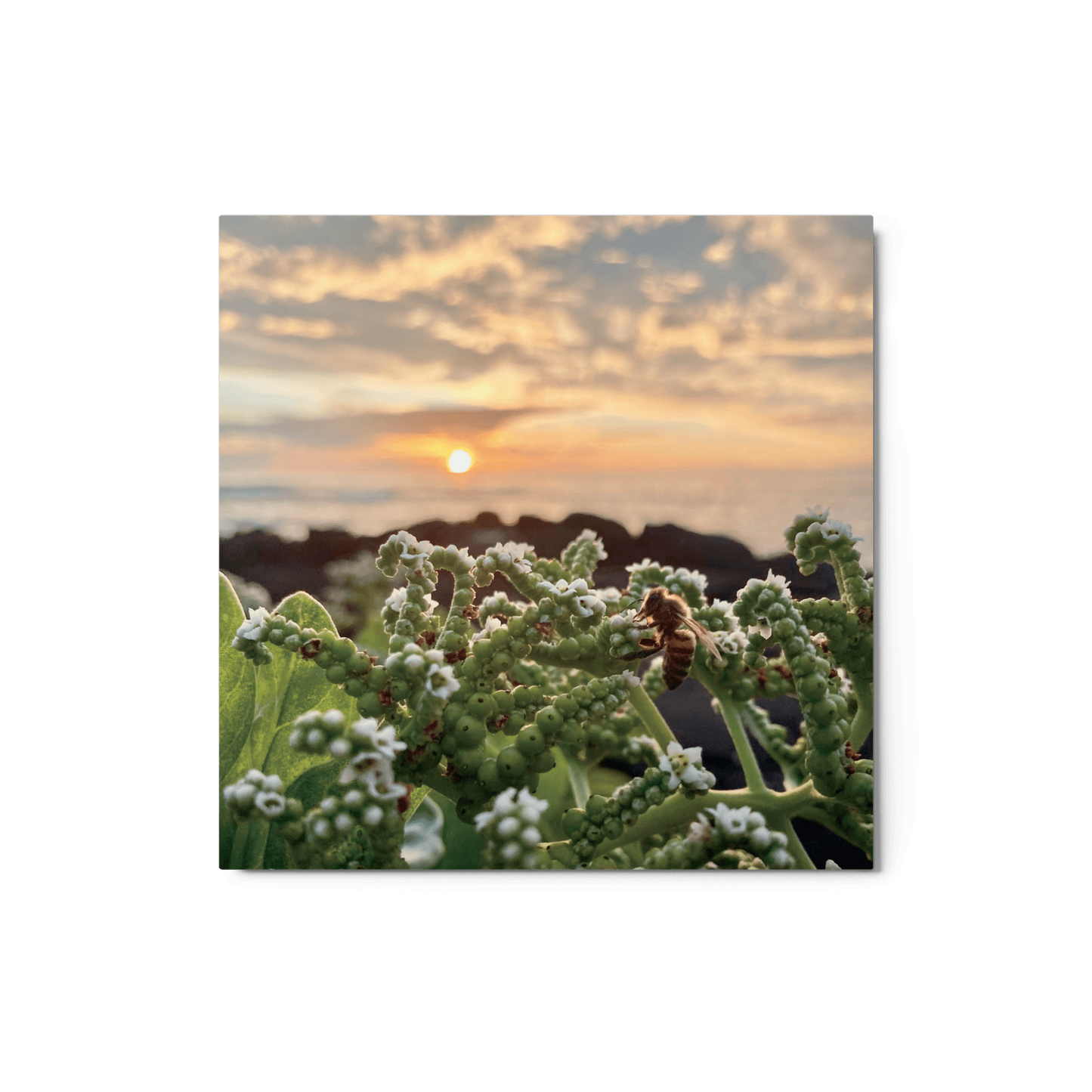 WESTSIDE SUNSET Metal Print - Māla Honey Botanicals