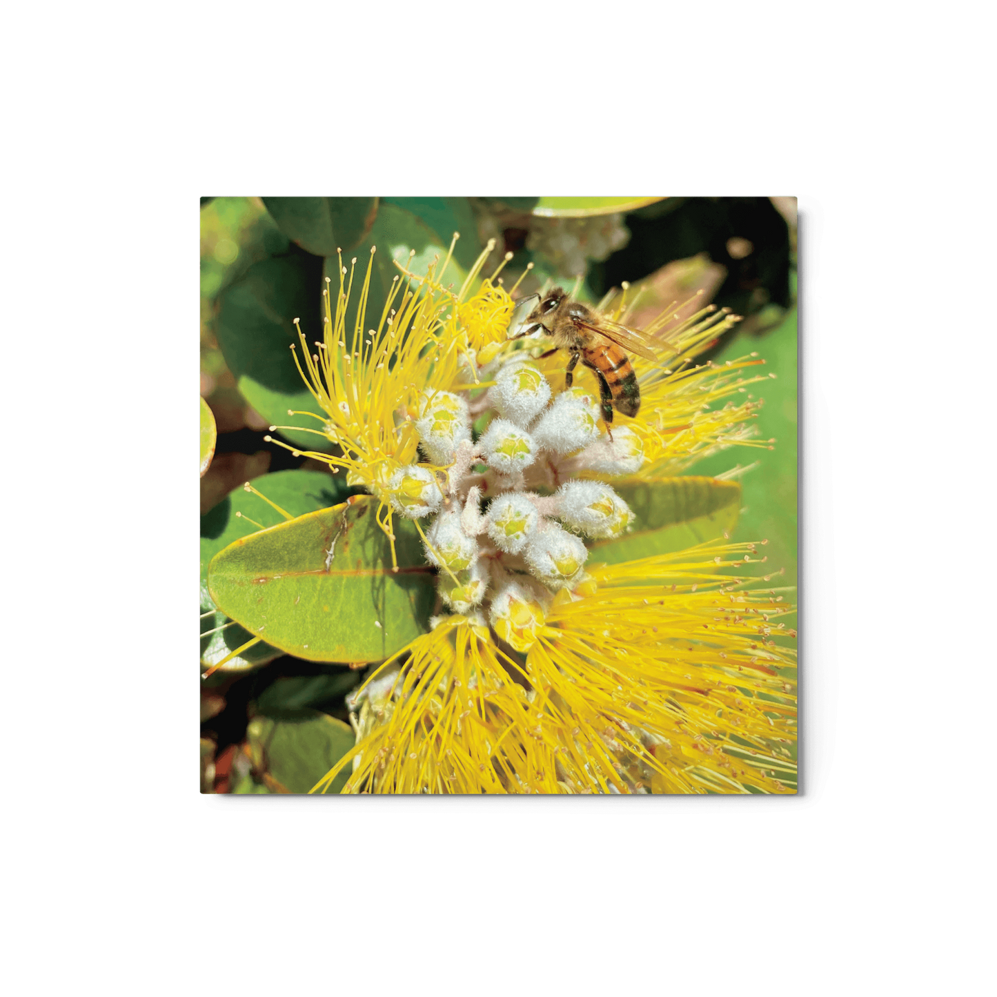 ‘ŌHI’A LEHUA Yellow Metal Print - Māla Honey Botanicals