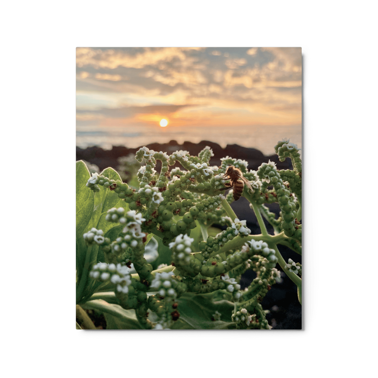 WESTSIDE SUNSET Metal Print - Māla Honey Botanicals