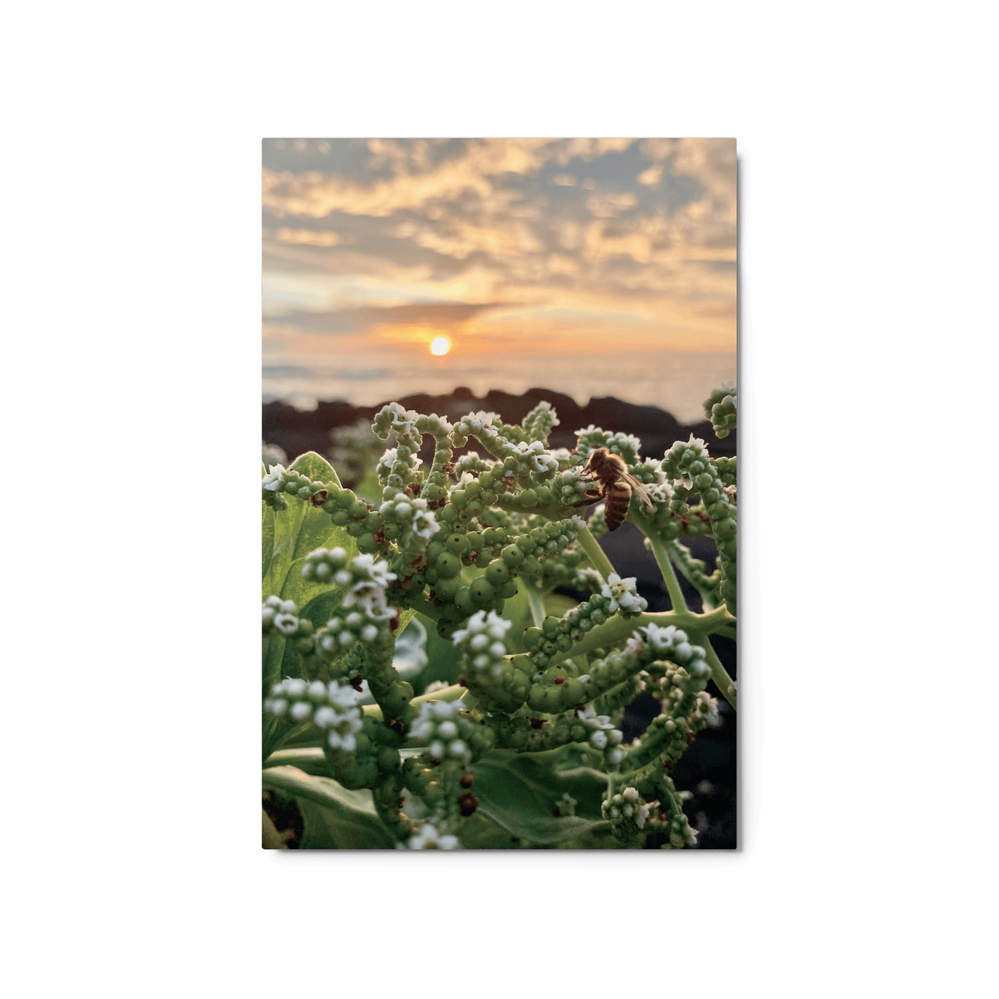 WESTSIDE SUNSET Metal Print - Māla Honey Botanicals