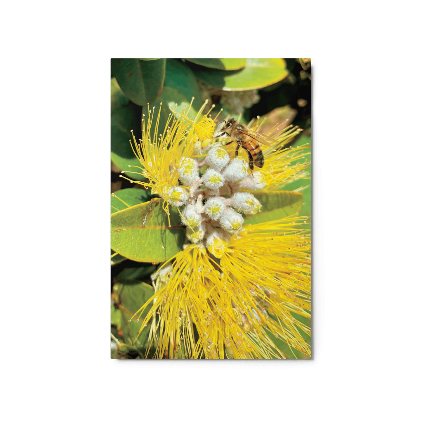 ‘ŌHI’A LEHUA Yellow Metal Print - Māla Honey Botanicals