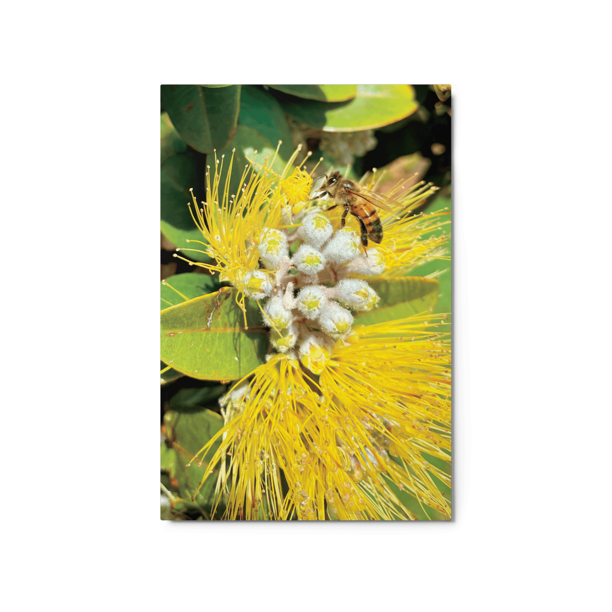 ‘ŌHI’A LEHUA Yellow Metal Print - Māla Honey Botanicals