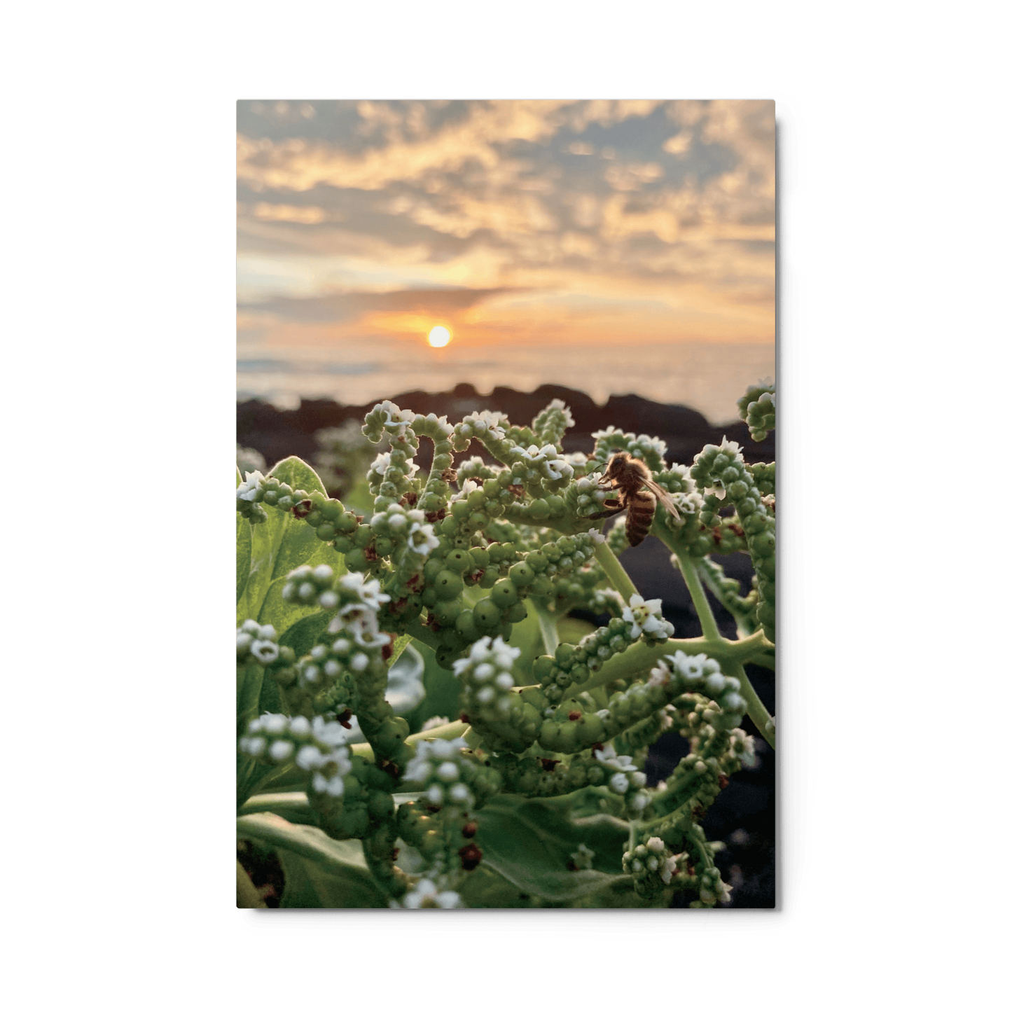 WESTSIDE SUNSET Metal Print - Māla Honey Botanicals