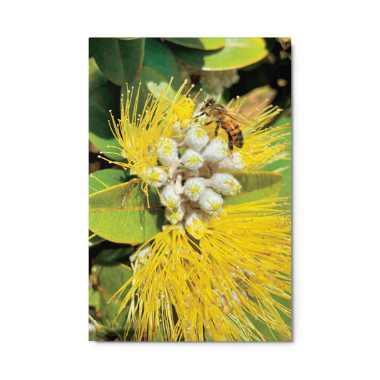 ‘ŌHI’A LEHUA Yellow Metal Print - Māla Honey Botanicals