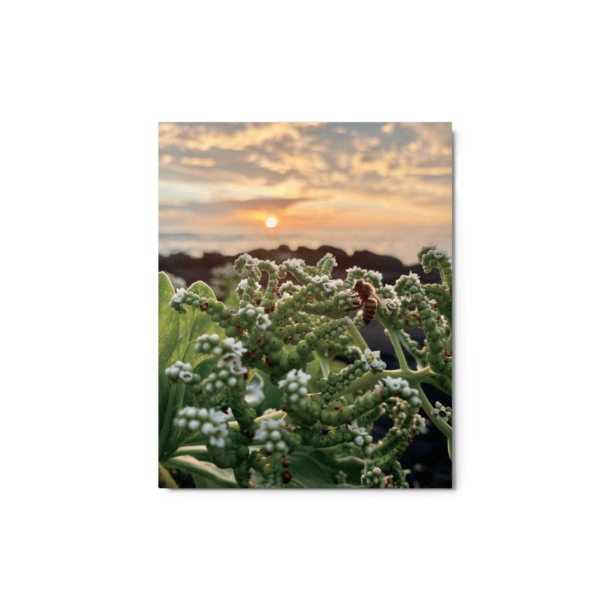 WESTSIDE SUNSET Metal Print - Māla Honey Botanicals