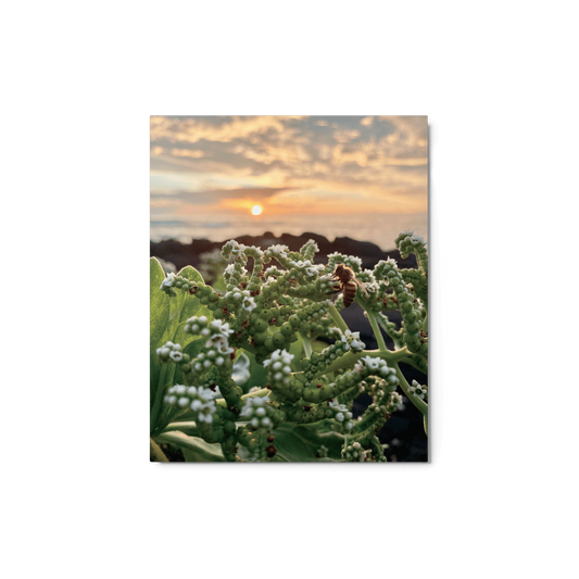 WESTSIDE SUNSET Metal Print - Māla Honey Botanicals