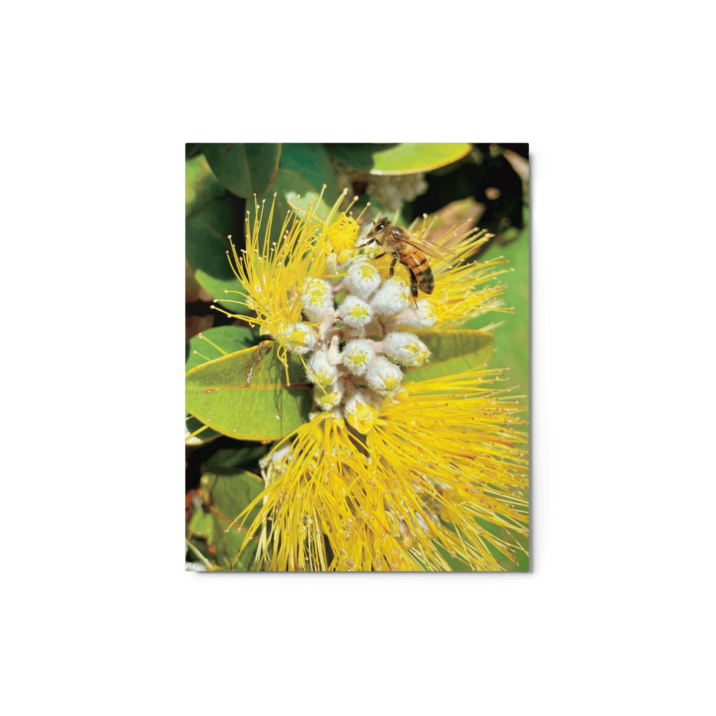 ‘ŌHI’A LEHUA Yellow Metal Print - Māla Honey Botanicals