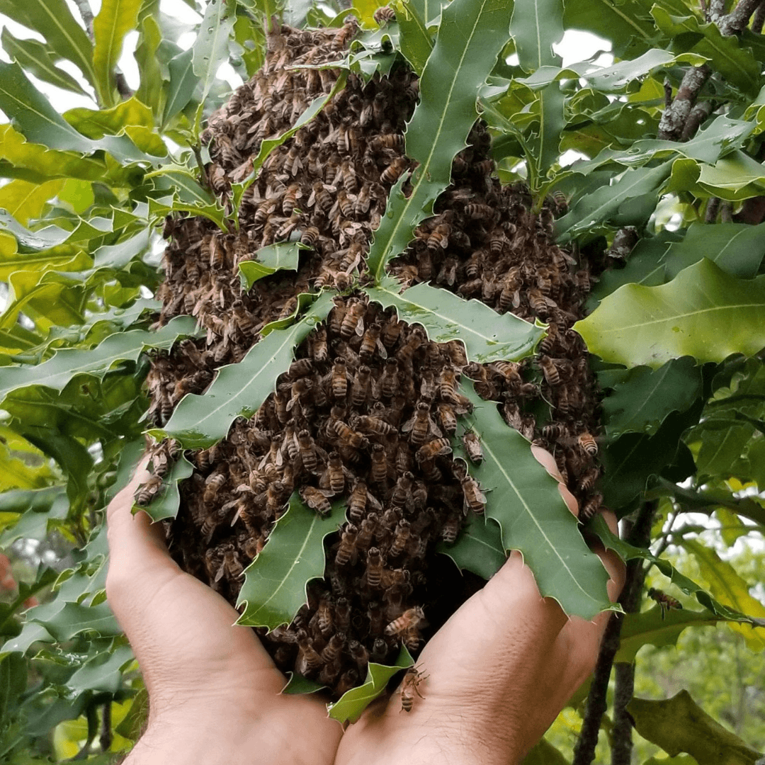 RAW HONEYCOMBS - Māla Honey Botanicals