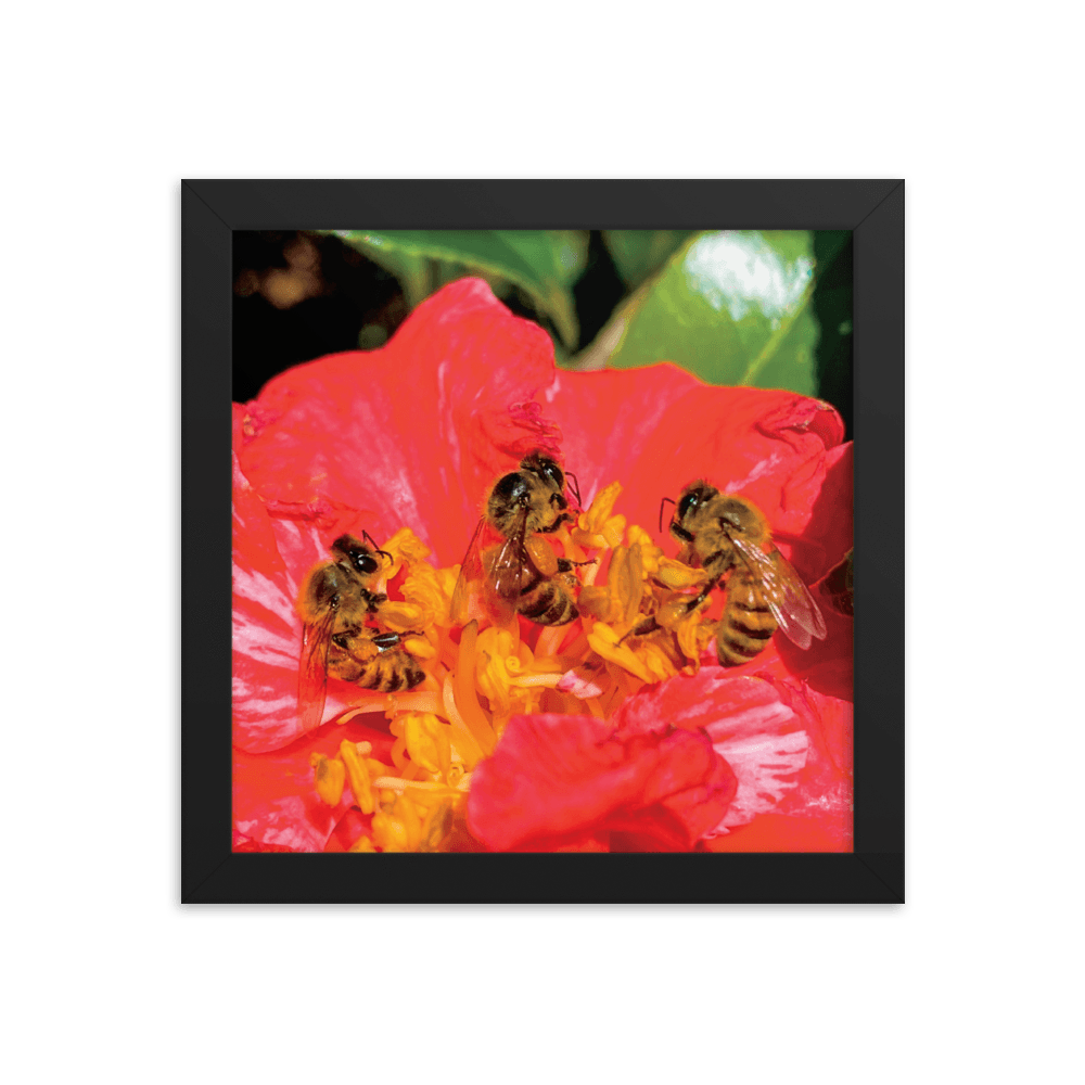 THREE SISTERS Framed Photo Print - Māla Honey Botanicals