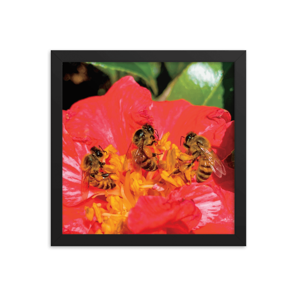 THREE SISTERS Framed Photo Print - Māla Honey Botanicals