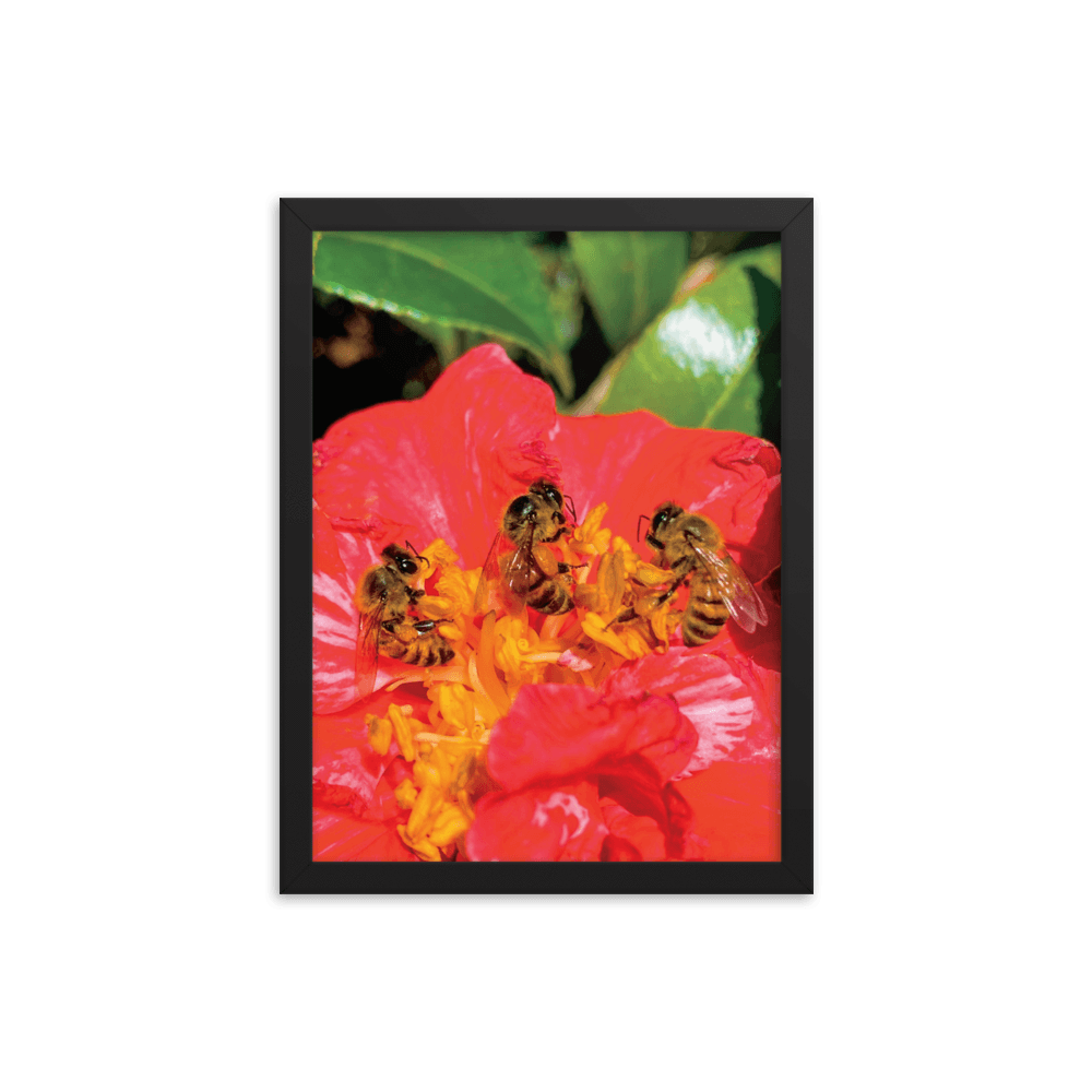 THREE SISTERS Framed Photo Print - Māla Honey Botanicals