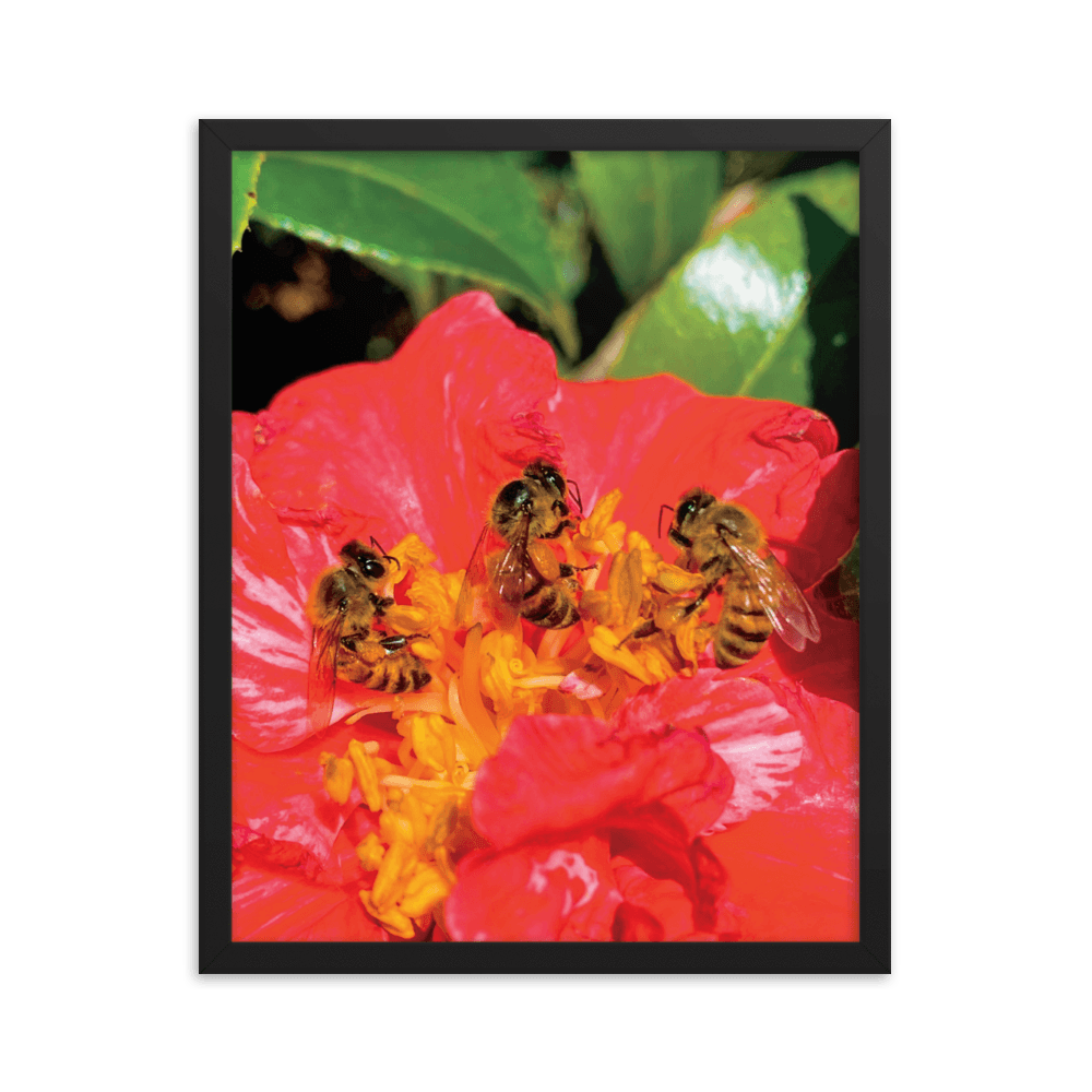 THREE SISTERS Framed Photo Print - Māla Honey Botanicals