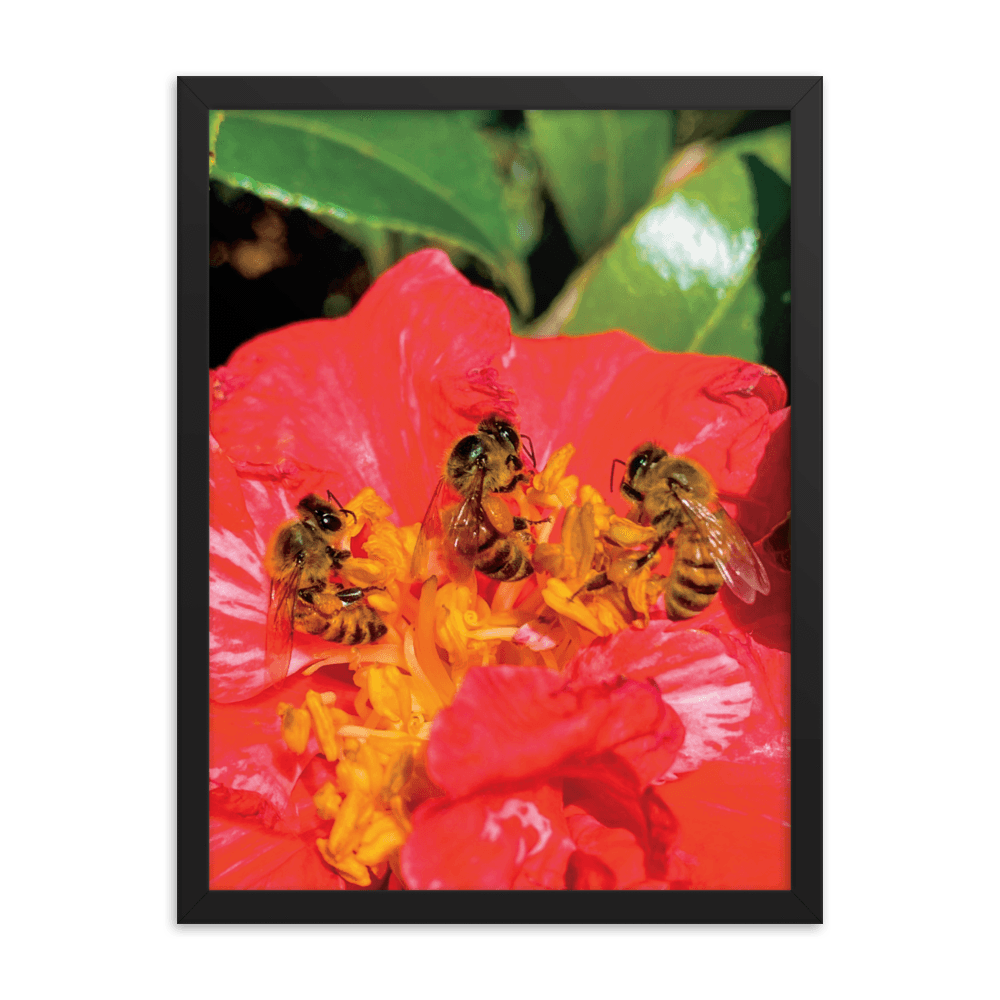 THREE SISTERS Framed Photo Print - Māla Honey Botanicals